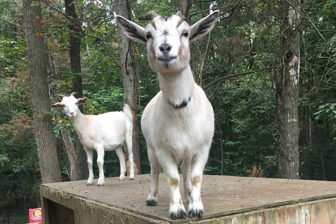 darby acres farm photo 5