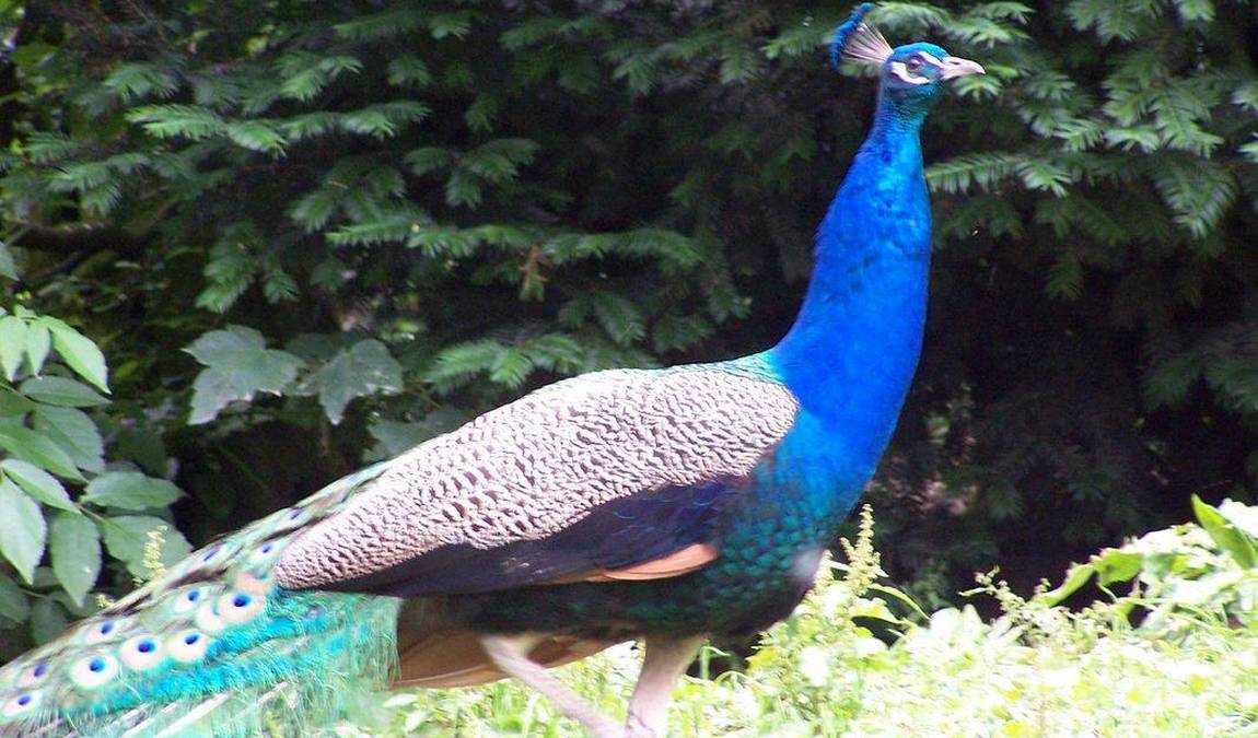 zoo and garden fasanerie photo 4