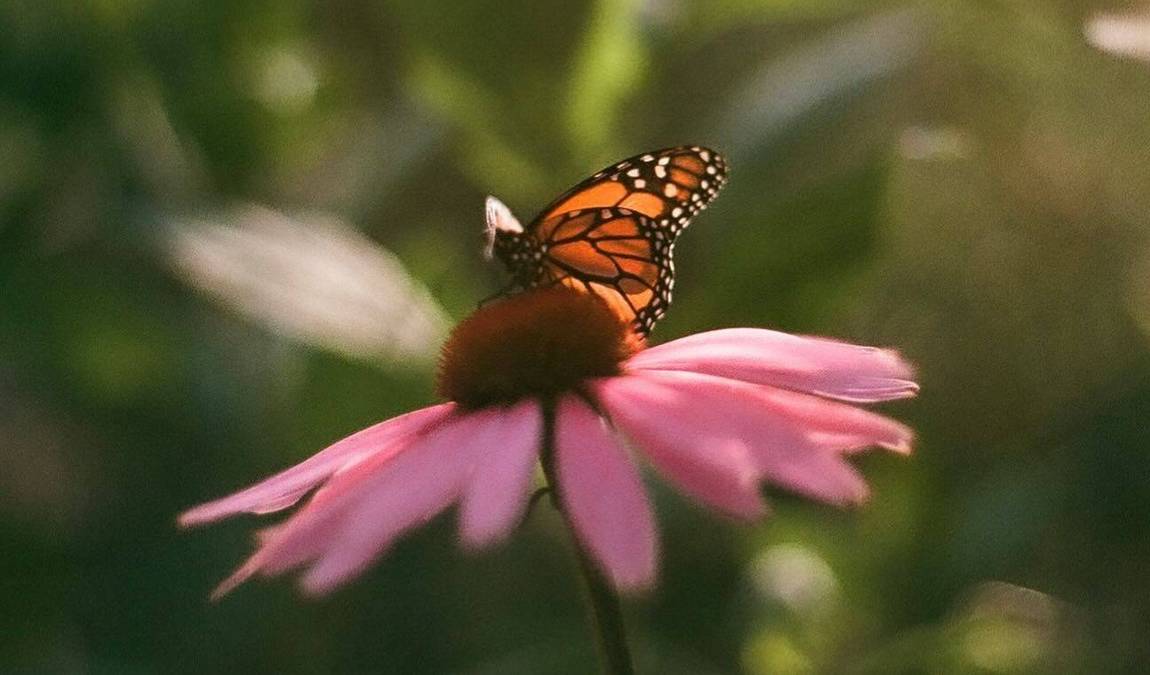 cole family monarch conservation center & butterfly house photo 5
