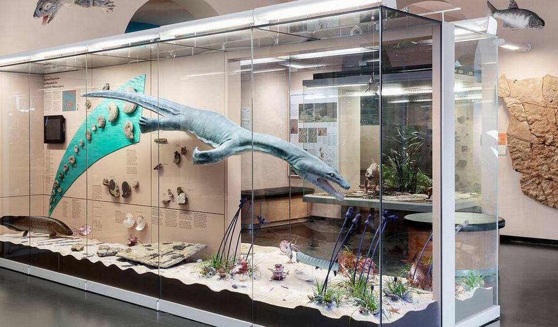 natural history museum photo 1