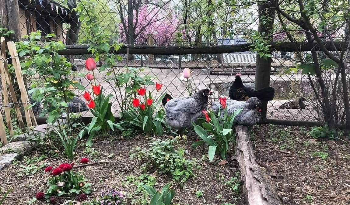 children’s farm at görlitzer park photo 2