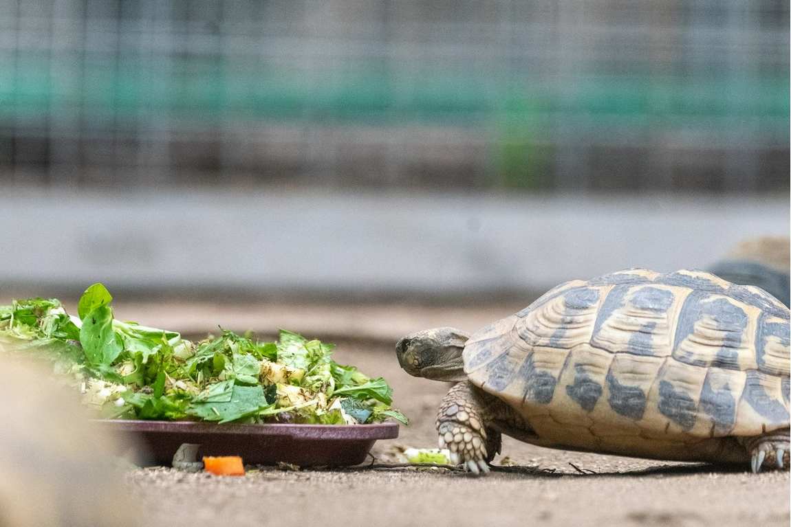 barcelona zoo photo 5