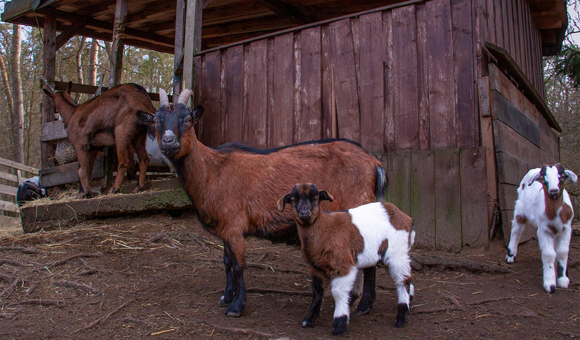 abensberg bird park photo 4