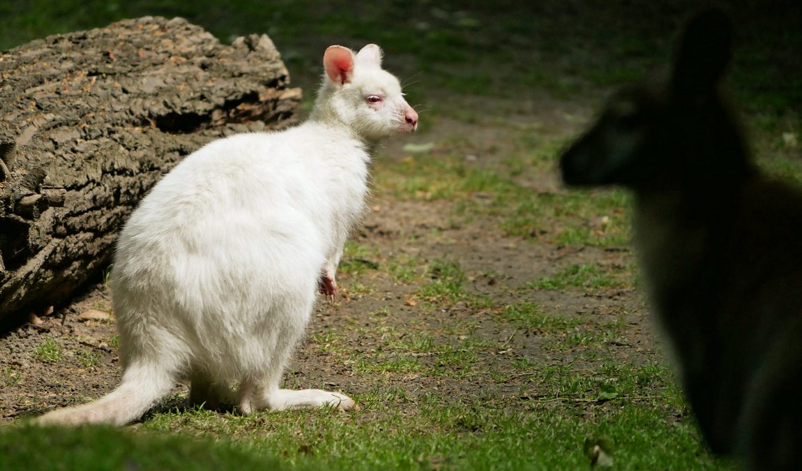 zoo hoyerswerda photo 4