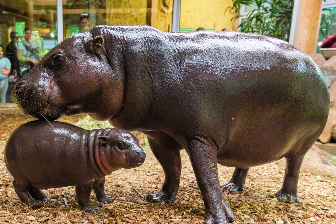 duisburg zoo photo 8