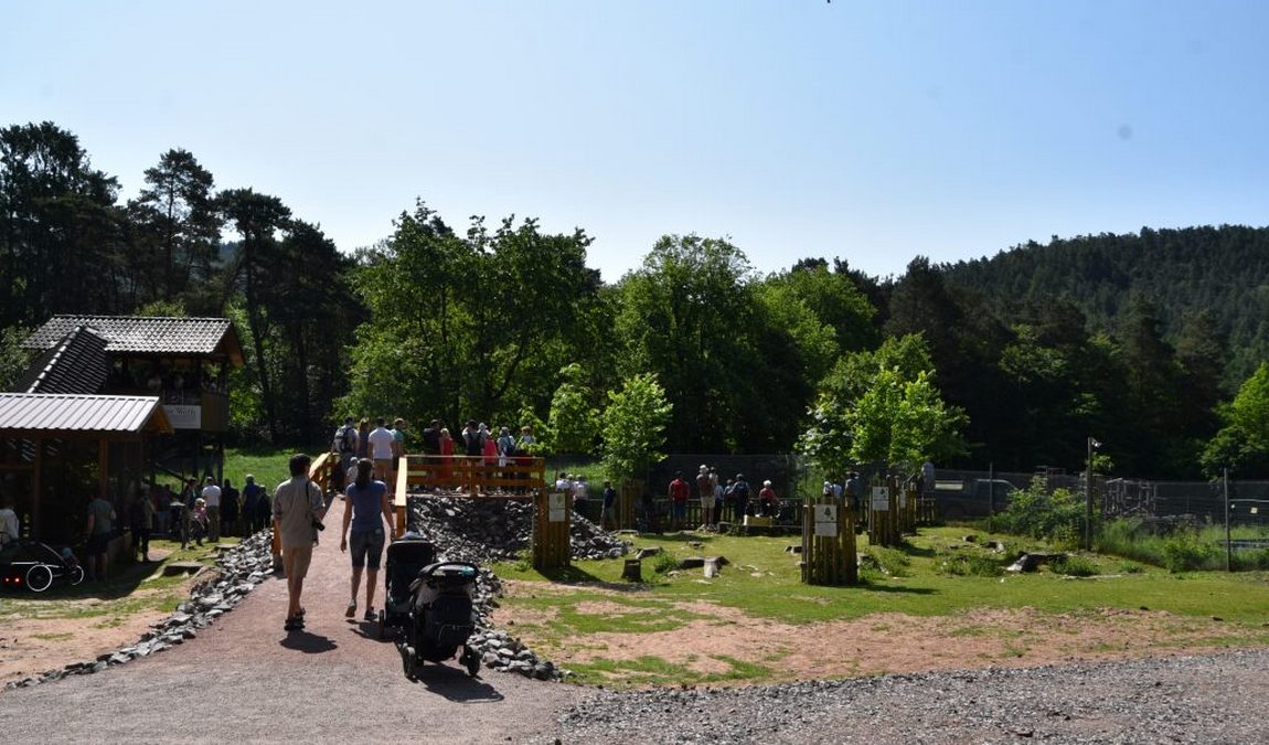 wildlife park in silz photo 1