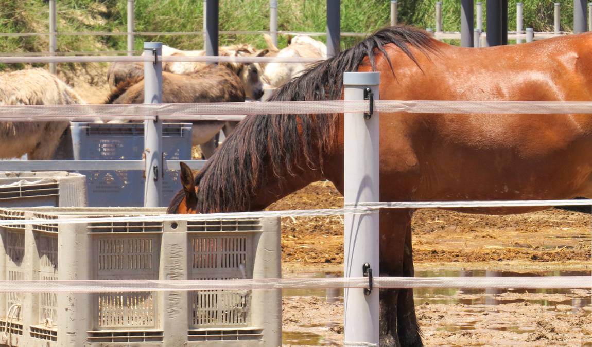 easy horse care rescue centre photo 2