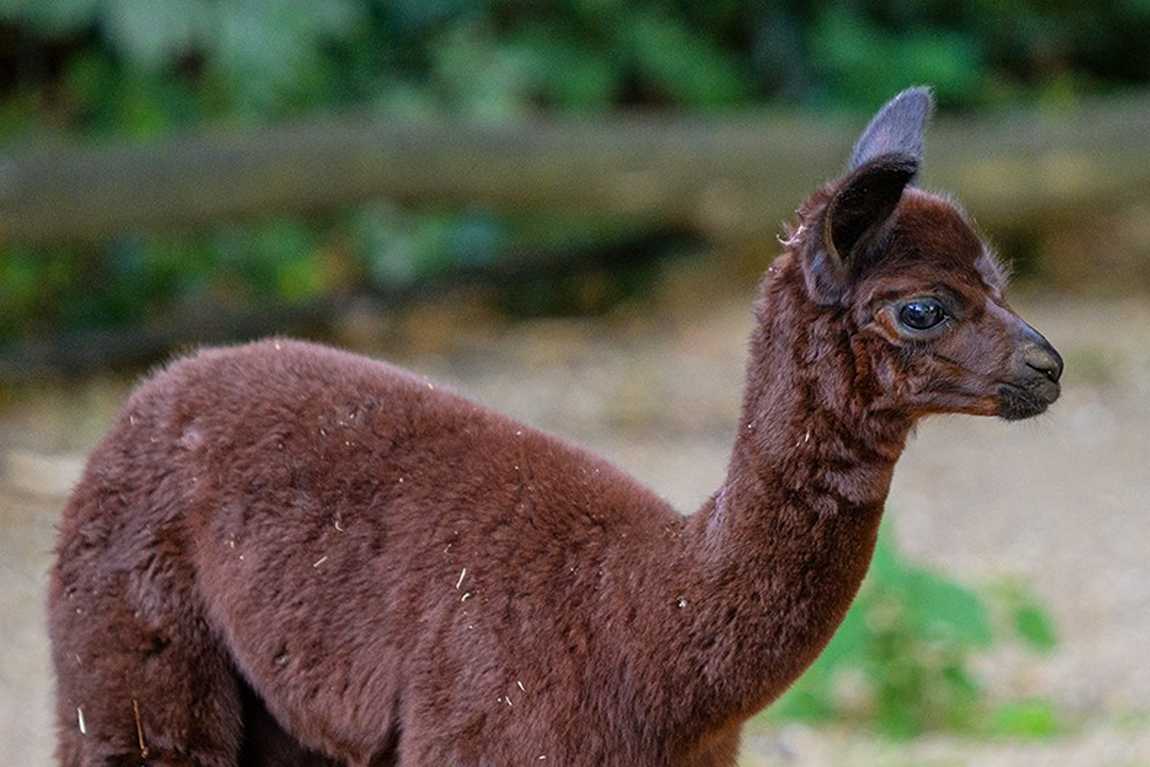 duisburg zoo photo 7