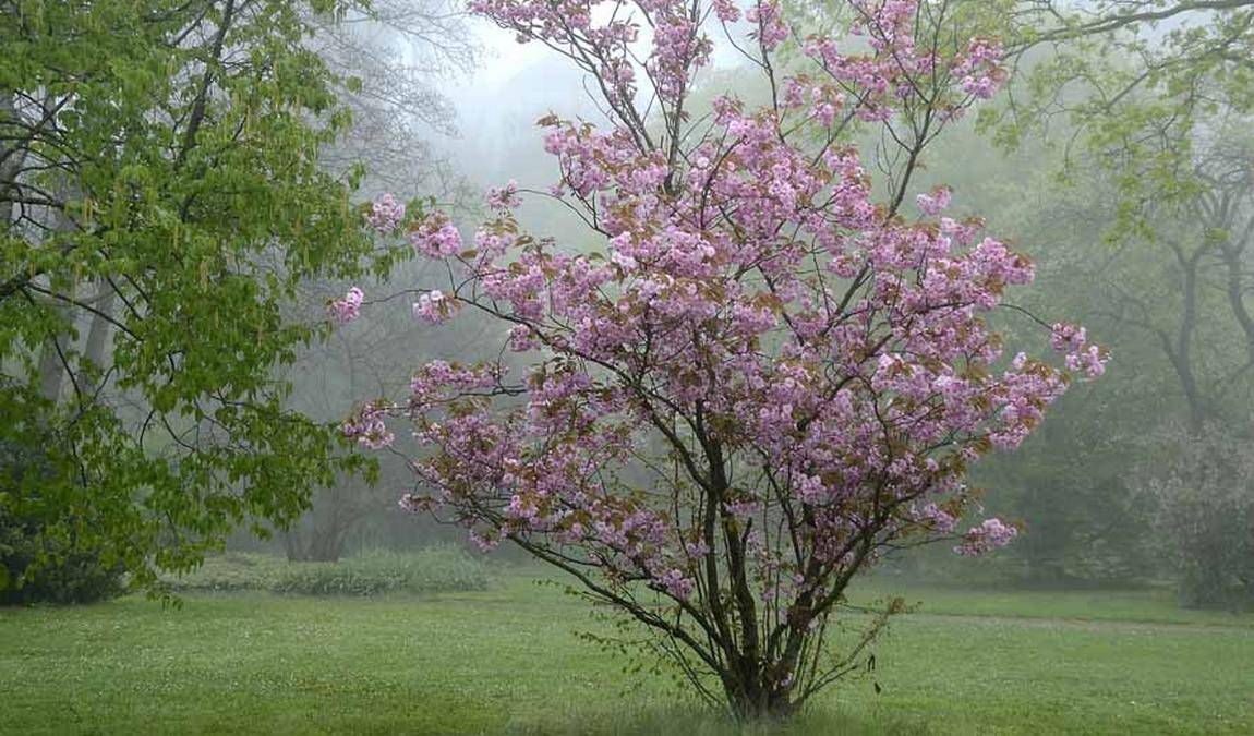 city garden vegesack photo 3