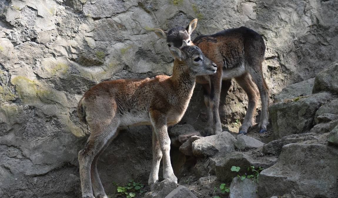 kloster riesa zoo photo 3