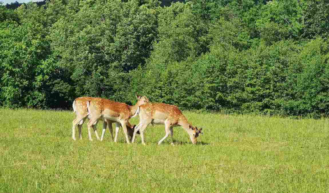 obora holedna photo 2