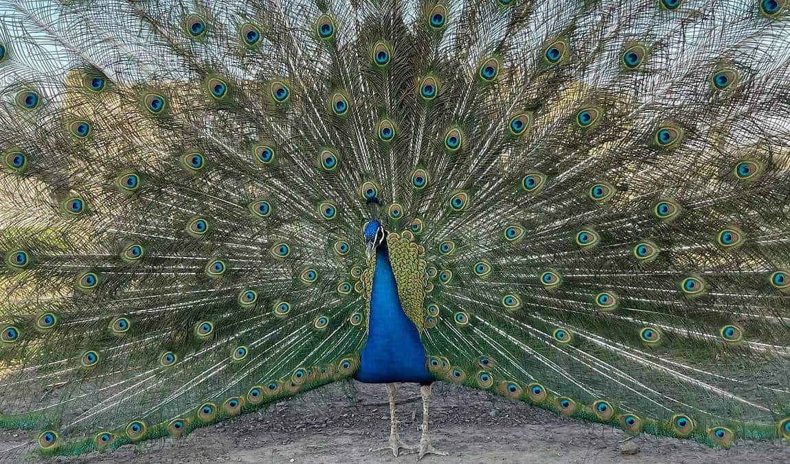 glessener mühlenhof photo 7