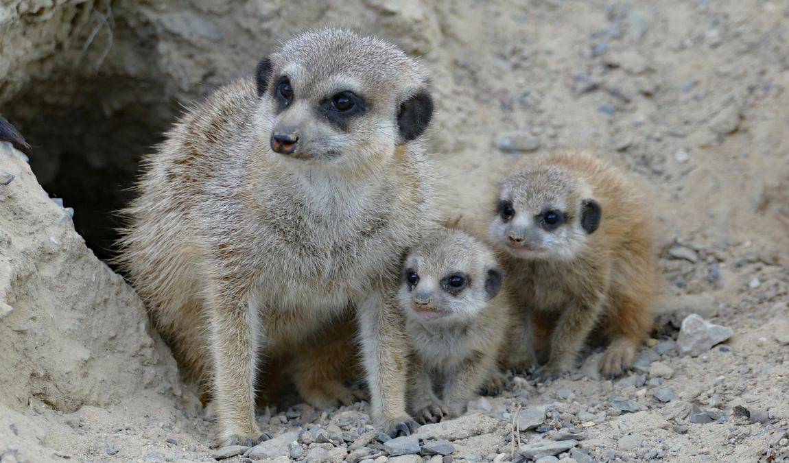 herborn gmbh zoo photo 2