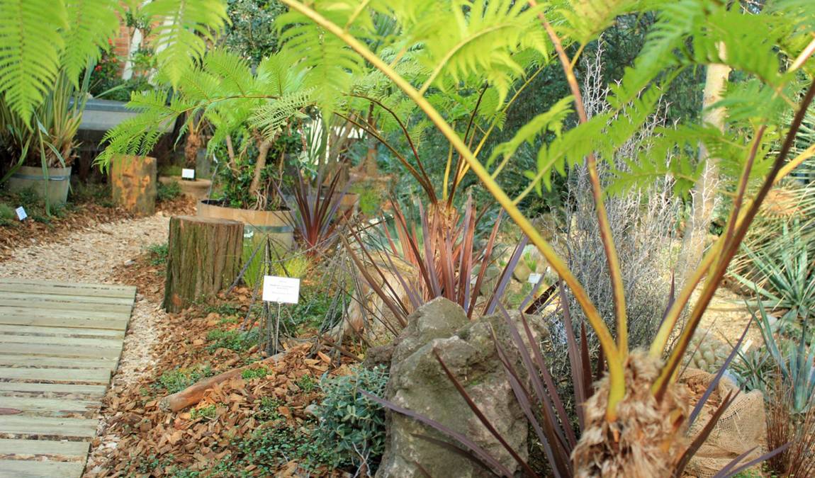 rombergpark botanical garden photo 3