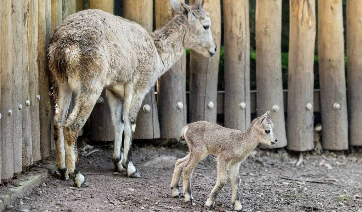 nuremberg zoo photo 8