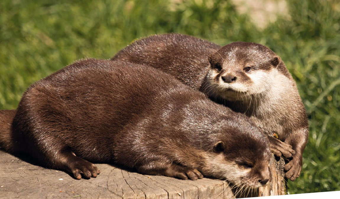 raritätenzoo ebbs photo 3