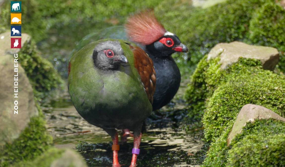 heidelberg zoo photo 7