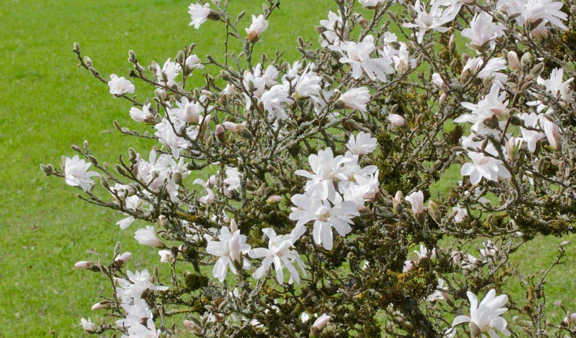 botanical garden of the university of ulm photo 6