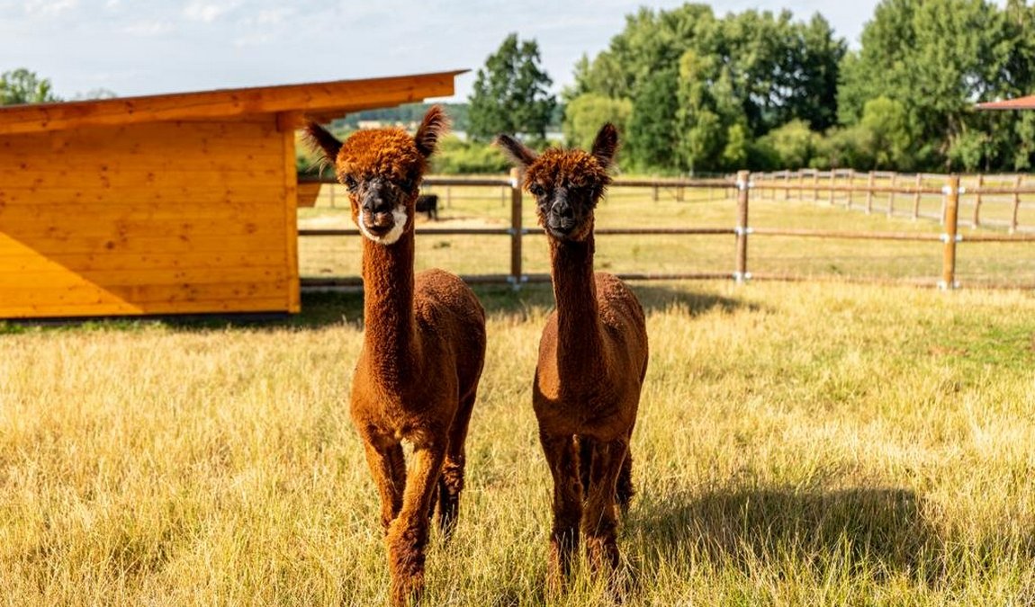 lamacentrum hady photo 1