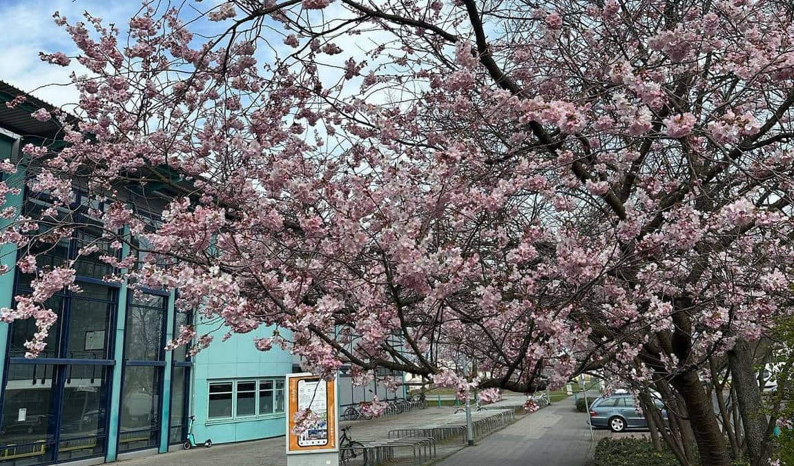 botanical garden of the technical university of braunschweig photo 1