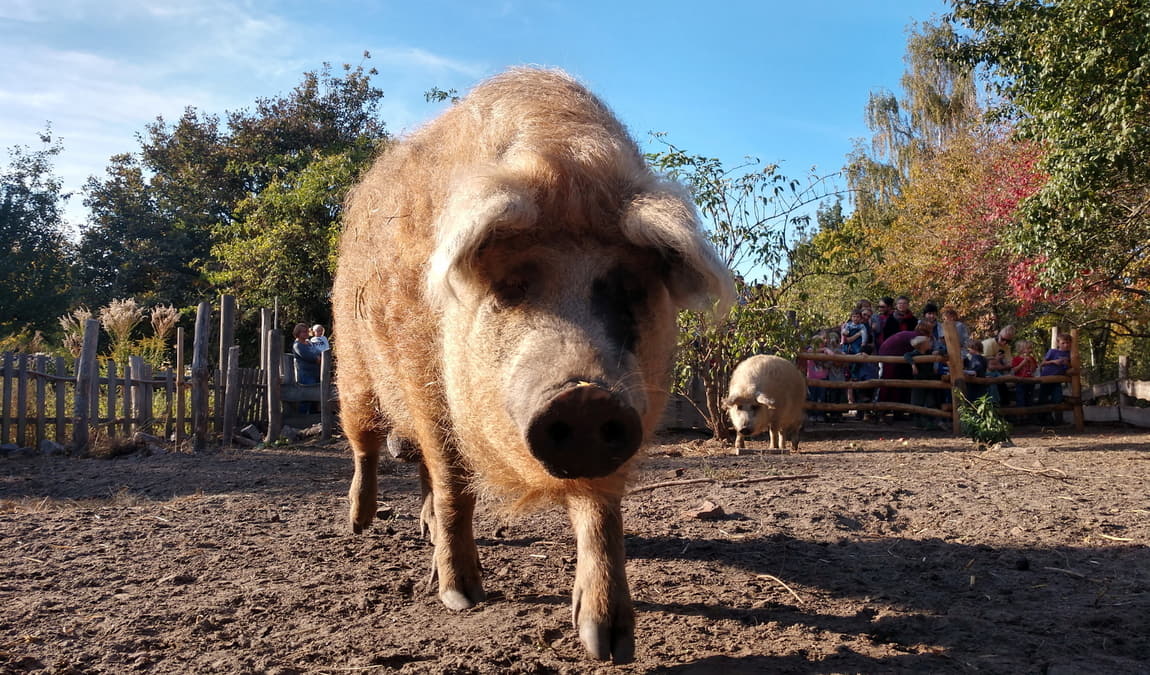 kinderbauernhof pinke-panke photo 6