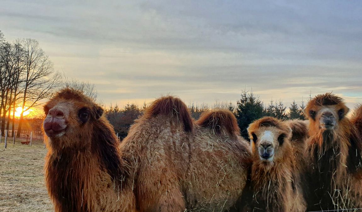 safari resort hluboka u borovan photo 2