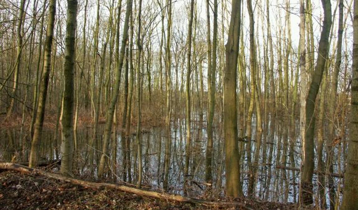 leipzig riverside forest photo 2