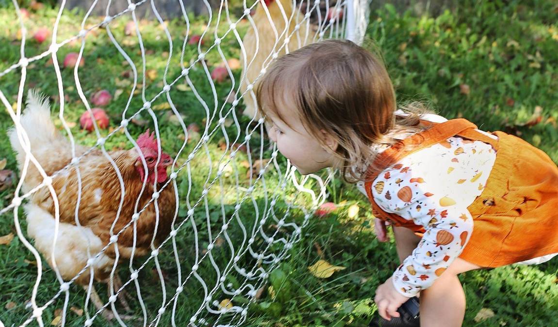 children’s farm at görlitzer park photo 5