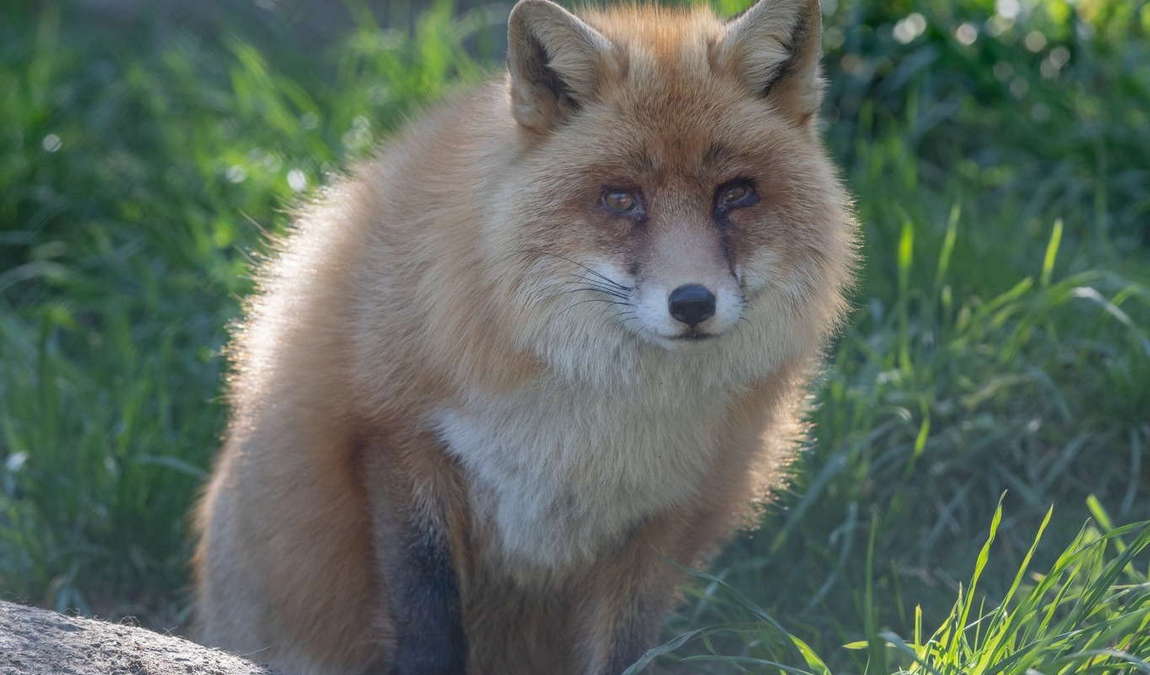 tierpark mautern photo 1
