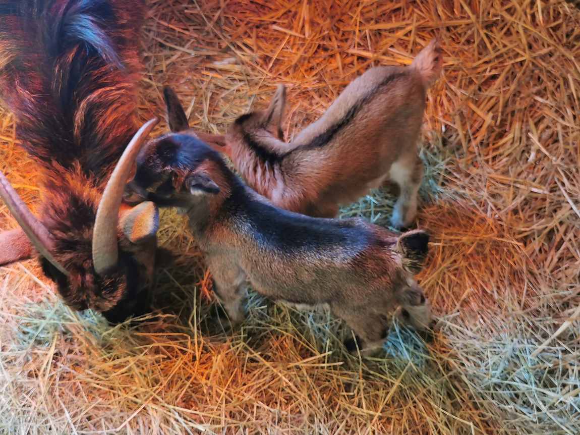 jugendfarm bonn photo 2