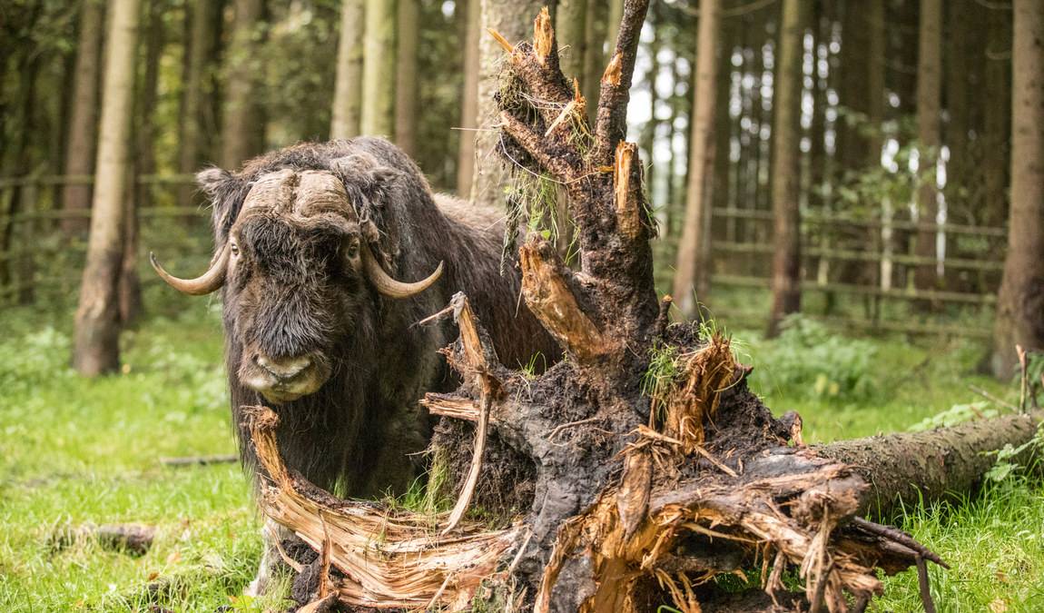 wildpark luneburger heide photo 3
