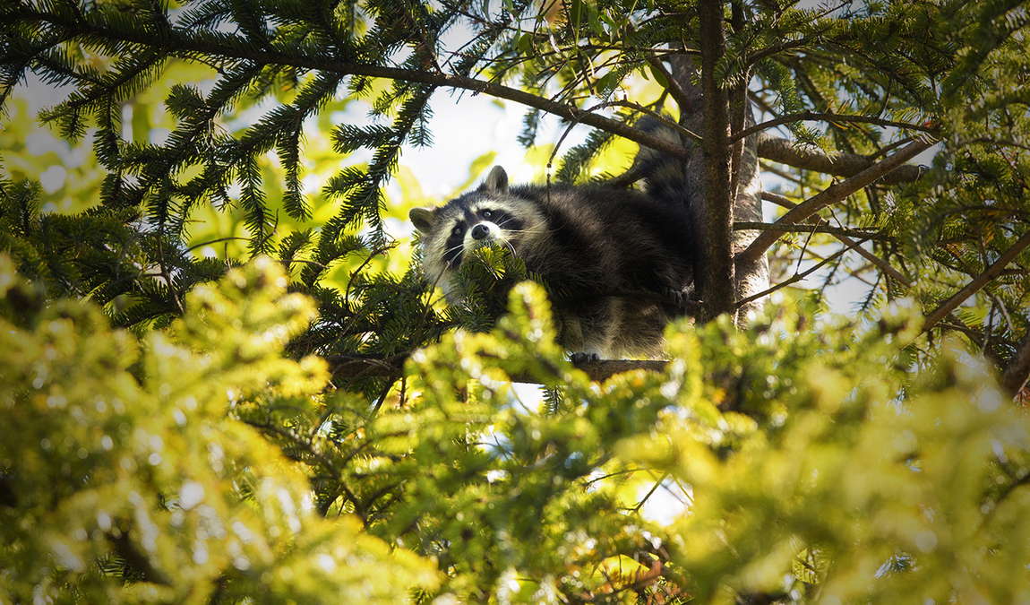 wildpark feldkirch photo 1
