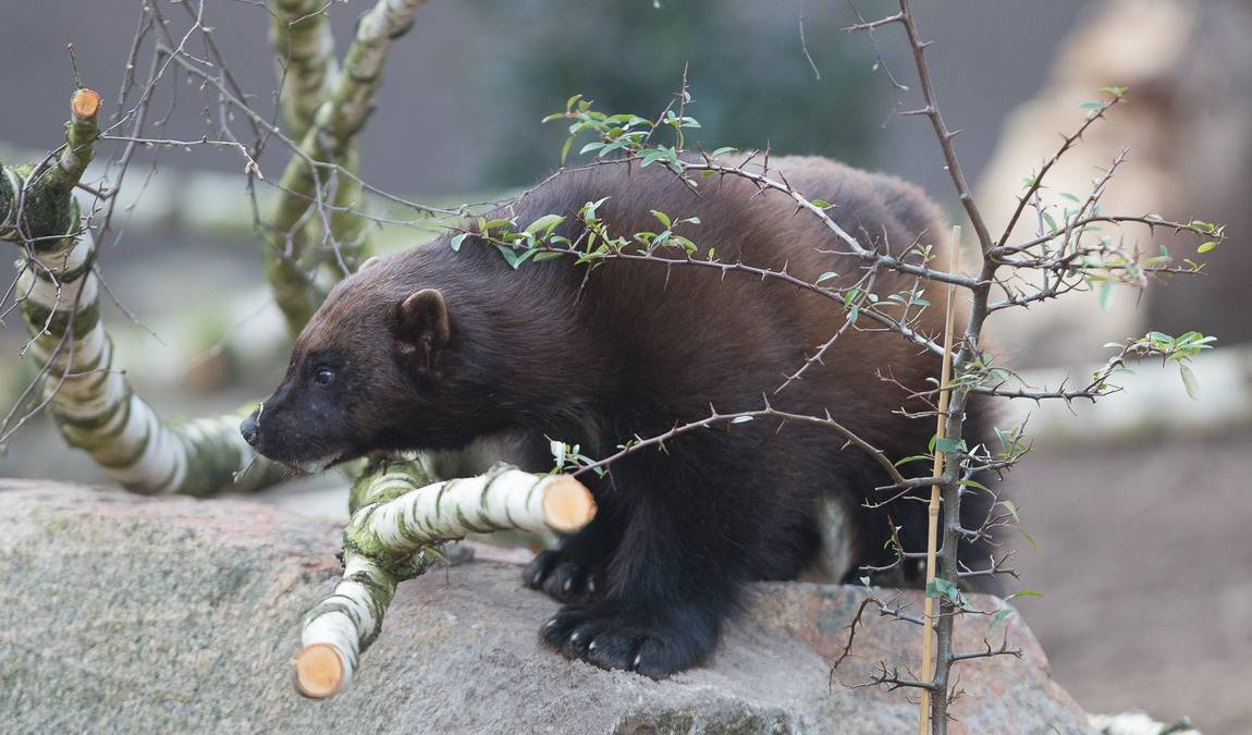 wildpark luneburger heide photo 6