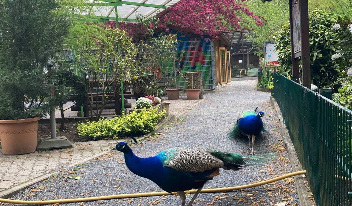 bird park schifferstadt photo 8