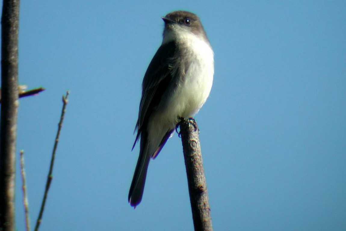 beaver lake bird sanctuary photo 2