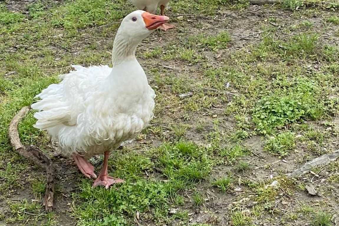 darby acres farm photo 2