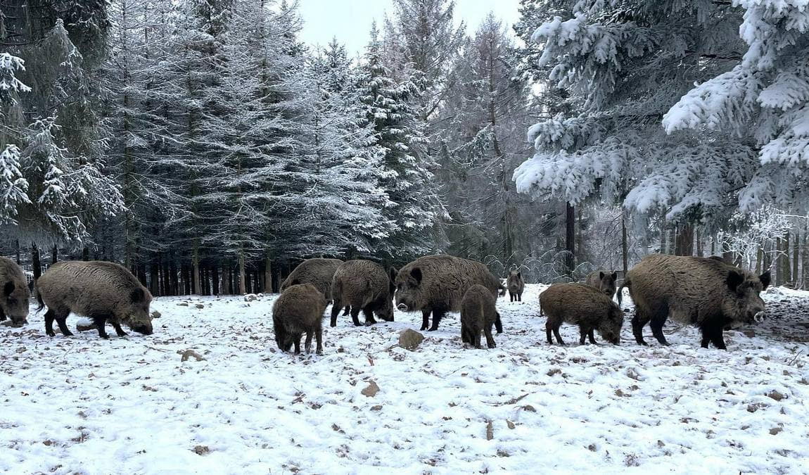 forest and wildpark rolandseck photo 9