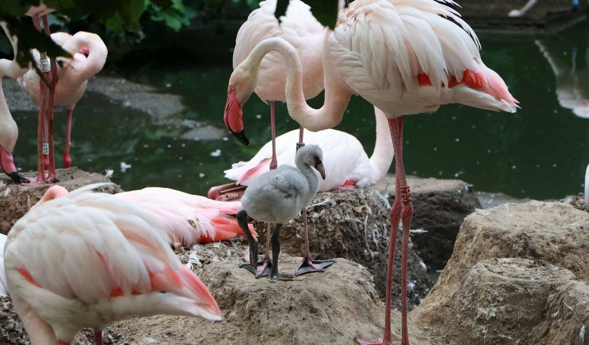 chemnitz zoo photo 9