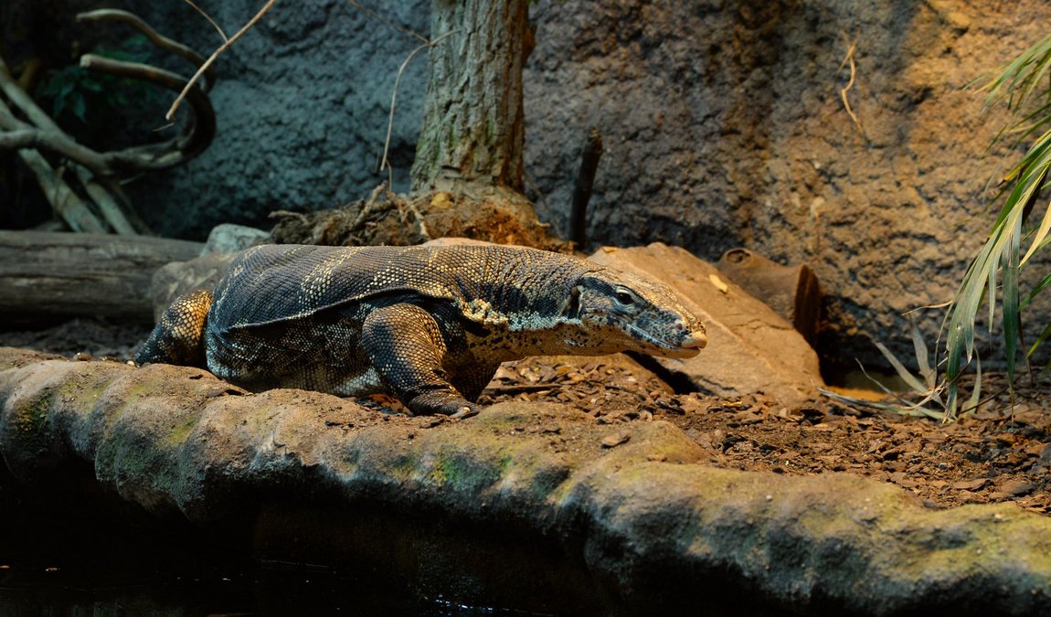 reptilium terrarium and desert zoo photo 6