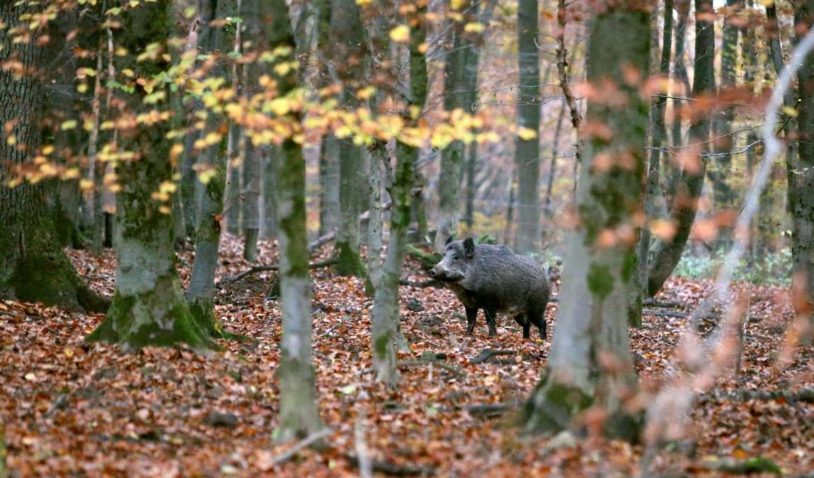 wildpark wiehl photo 1