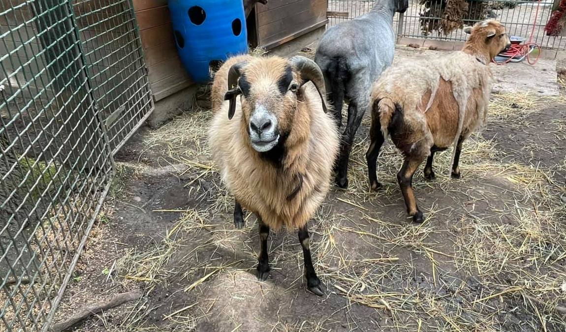 knirpsenfarm children's farm photo 3