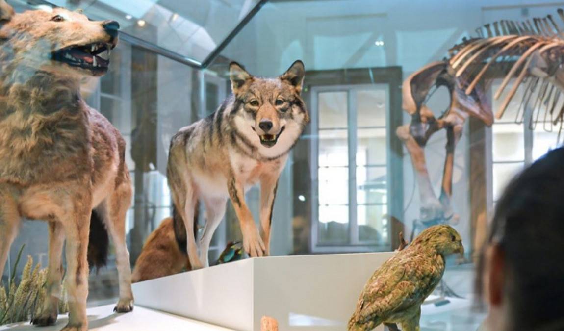 stuttgart state museum of natural history photo 1