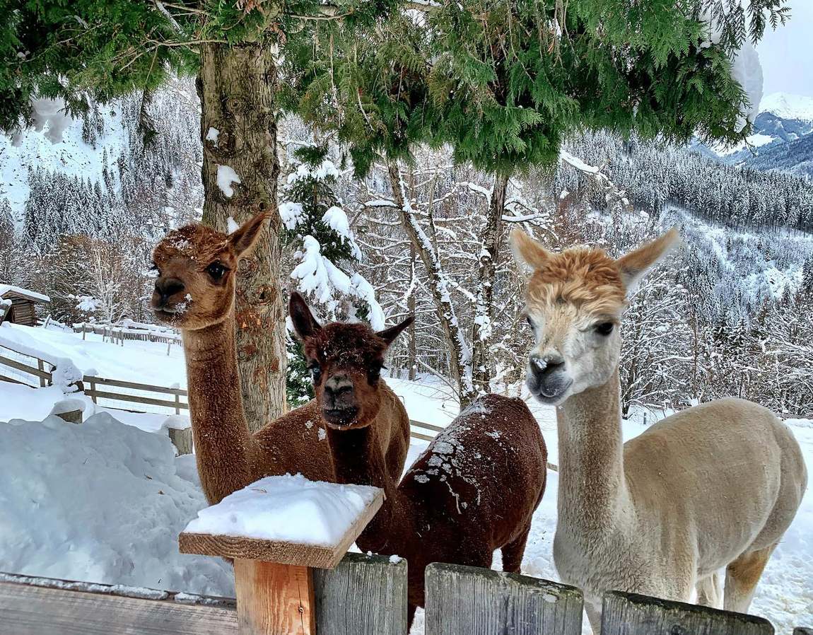 wildlife park aurach photo 3