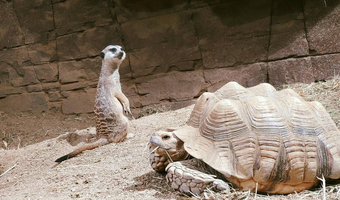 reptilium terrarium and desert zoo photo 5