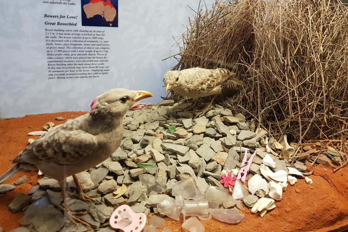 natural history museum vienna photo 6