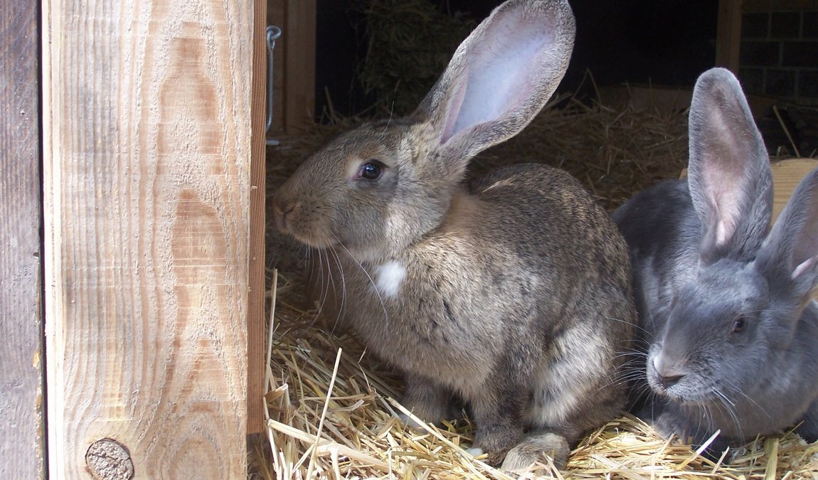 moritzhof petting farm photo 3