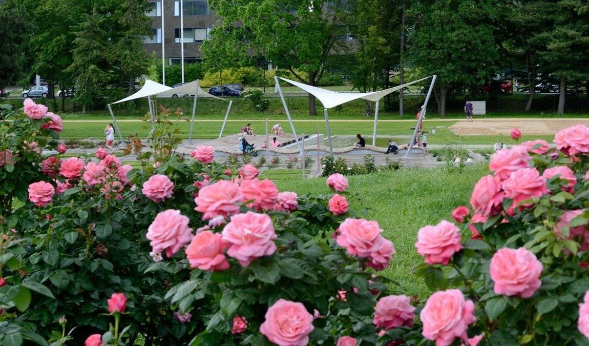 botanical garden - rosarium photo 3