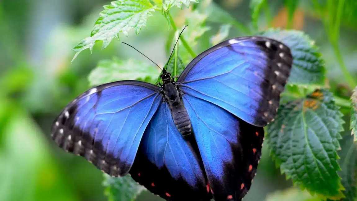 butterfly house in maximilianpark photo 2