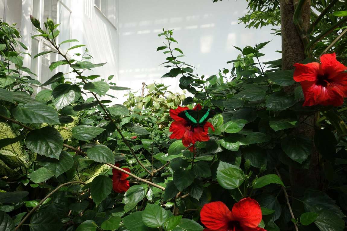 butterfly house photo 2