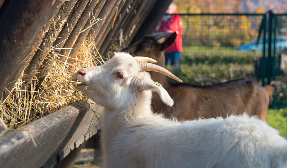 animal farm alt-marzahn photo 4